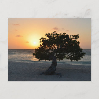 Postal Divi Tree Sunset