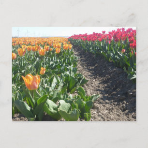 Postal DIY de campo de tulipanes naranja y rojo