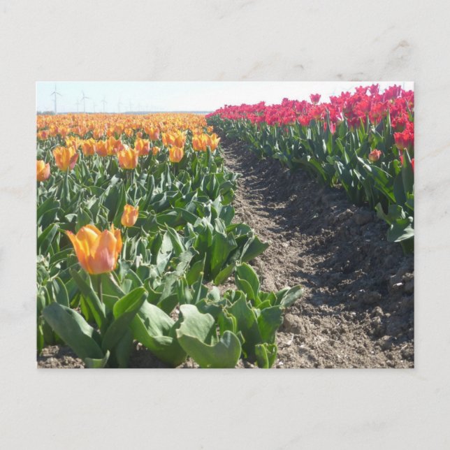 Postal DIY de campo de tulipanes naranja y rojo (Anverso)