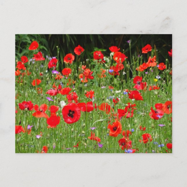 Postal DIY del campo de los Poppies rojos (Anverso)