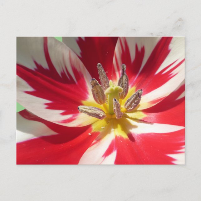 Postal DIY del cierre del tulipán blanco rojo (Anverso)