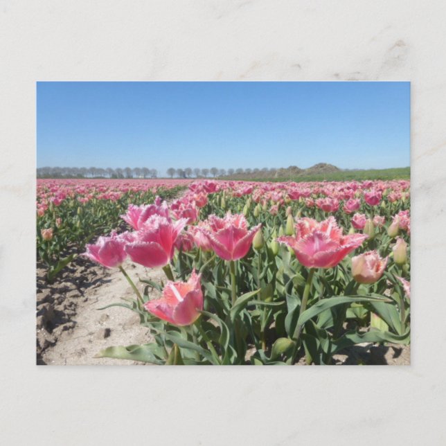 Postal DIY del paisaje del campo de los tulipanes  (Anverso)