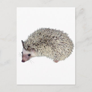 Postal DIY Hedgehog a la izquierda