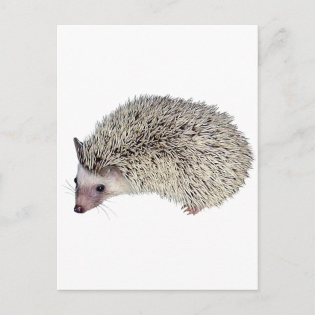 Postal DIY Hedgehog a la izquierda (Anverso)