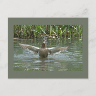 Postal DIY Wings de esparcimiento de pato