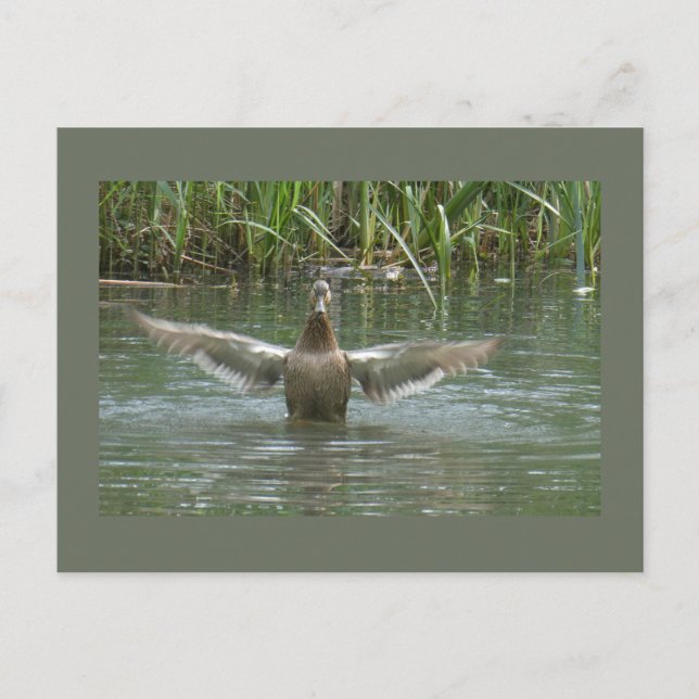 Postal DIY Wings de esparcimiento de pato (Anverso)
