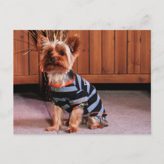 Postal DJ - Yorkshire Terrier - Smith