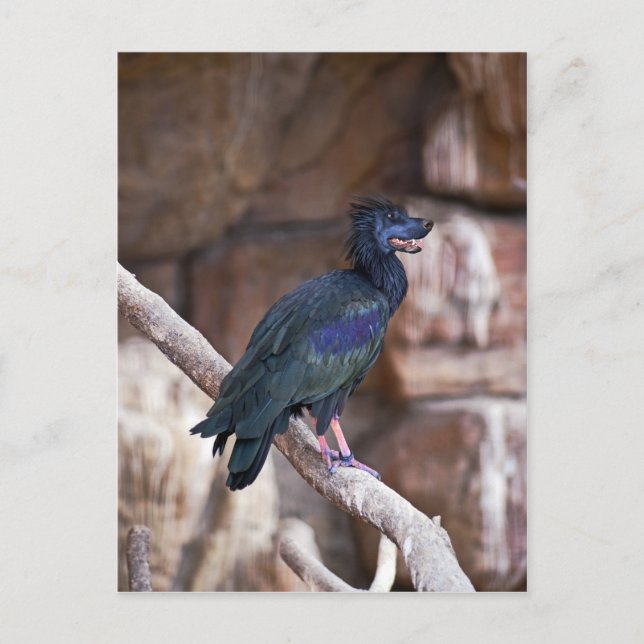 Postal Dobbibis (Anverso)