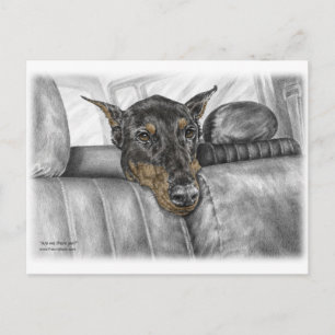 Postal Doberman en auto