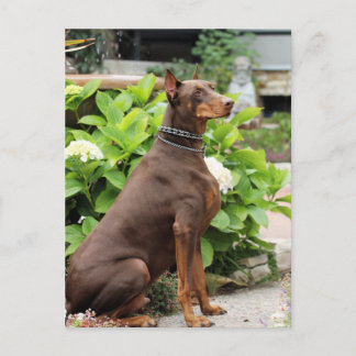 Postal Doberman - En el Jardín de la Iglesia