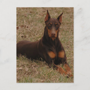 Postal doberman Greetings