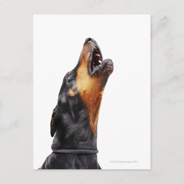 Postal Doberman howling (Anverso)
