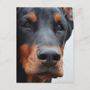 Postal Doberman Pinscher