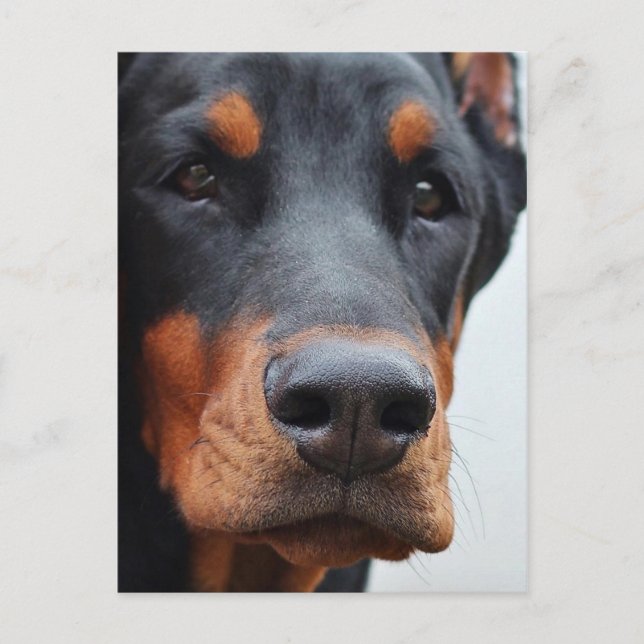 Postal Doberman Pinscher (Anverso)