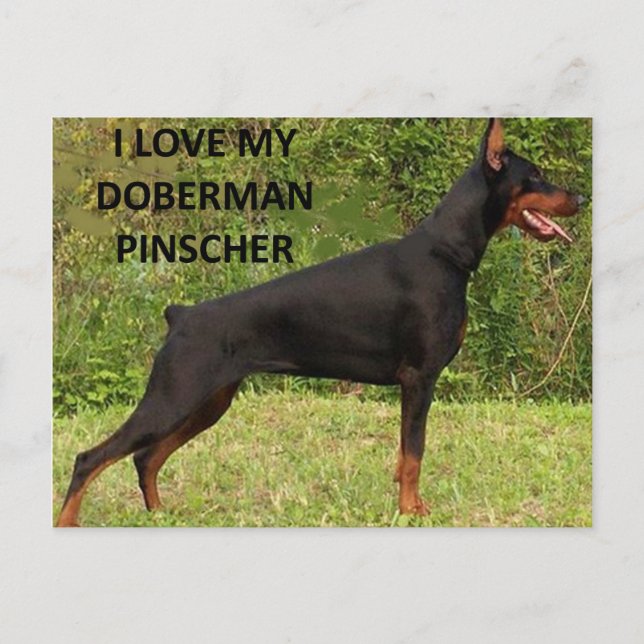 Postal doberman pinscher love w pic (Anverso)