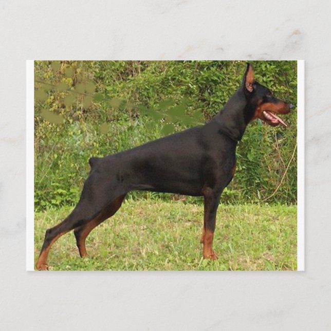 Postal doberman pinscher negro lleno (Anverso)