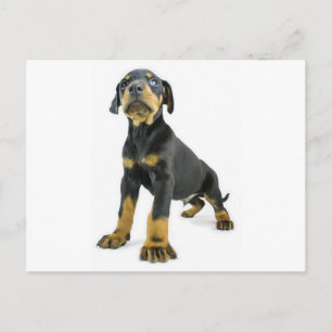 Postal Doberman Puppy