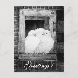 Postal DOBLAS BLANCAS EN LA VENTANA en blanco y negro