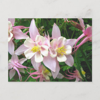 Postal Doble Columbina
