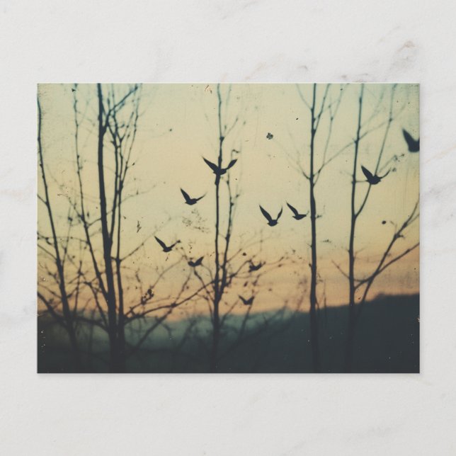 Postal Doble exposición de aves (Anverso)