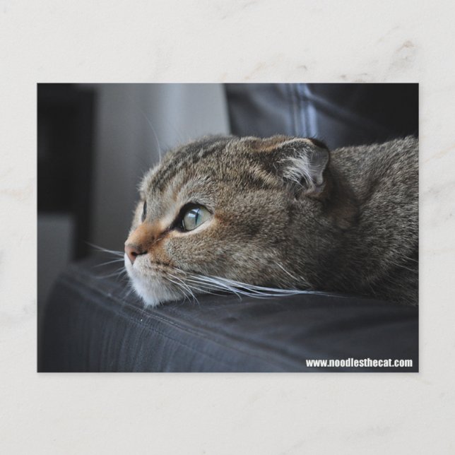 Postal Doble gato escocés: pensar en ti (Anverso)