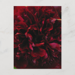 Postal doble peony Tulip