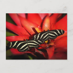 Postal Doble problema