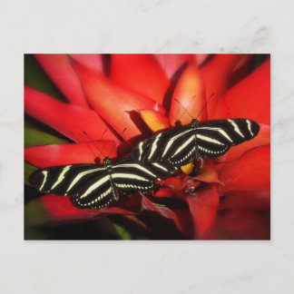 Postal Doble problema