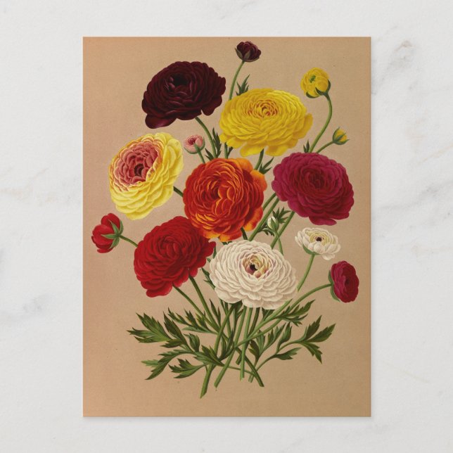 Postal Doble Ranunculus francés por Arentina Arendsen (Anverso)