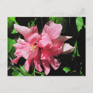Postal doble rosada para Hibiscus