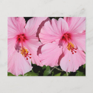 Postal doble rosada para Hibiscus