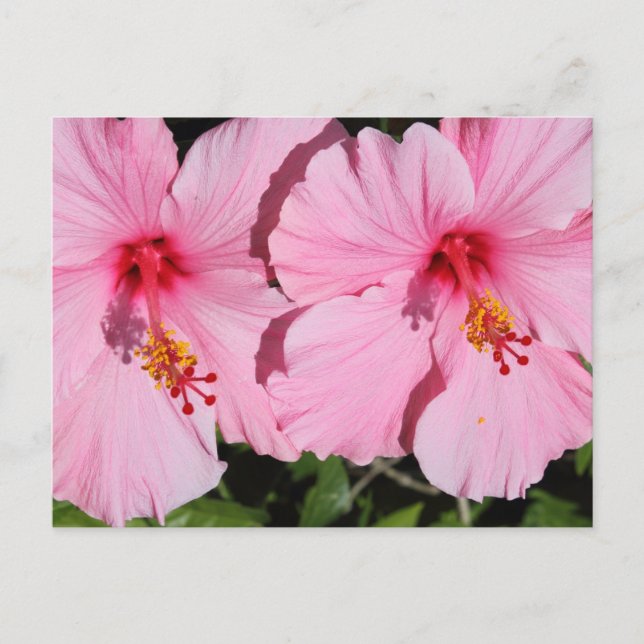 Postal doble rosada para Hibiscus (Anverso)