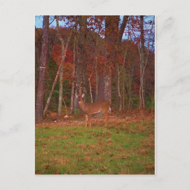Postal Doe a Deer in Lake Arrowhead (Anverso)