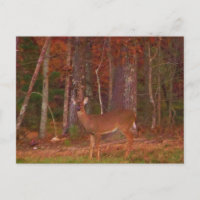 Doe a Deer in Lake Arrowhead