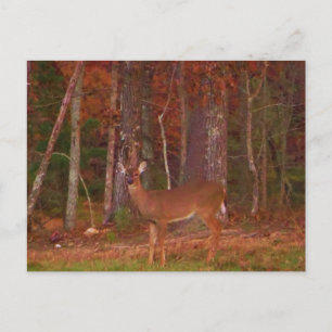 Postal Doe a Deer in Lake Arrowhead
