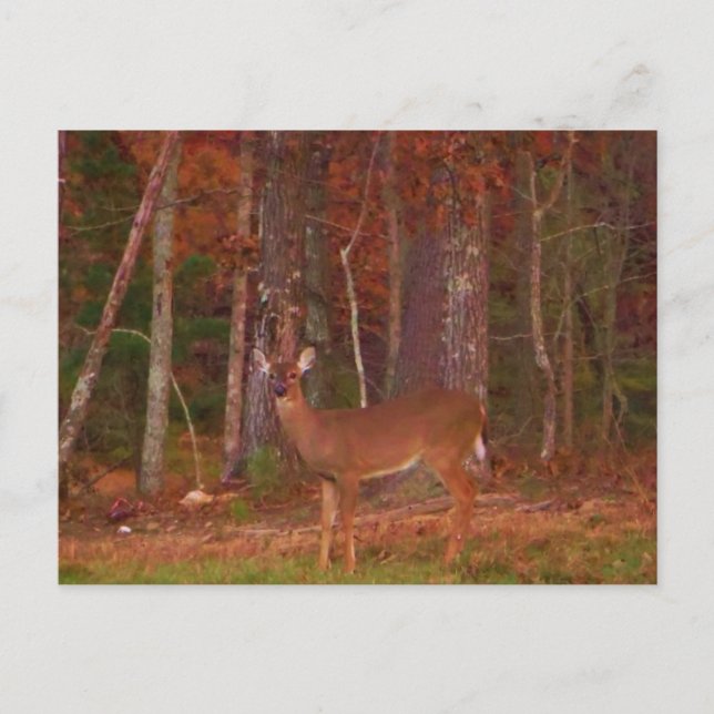 Postal Doe a Deer in Lake Arrowhead (Anverso)