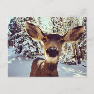 Postal Doe curiosa