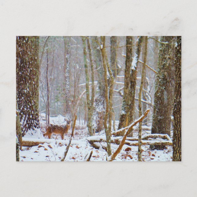Postal Doe in the snow, Deer in Lake Arrowhead (Anverso)
