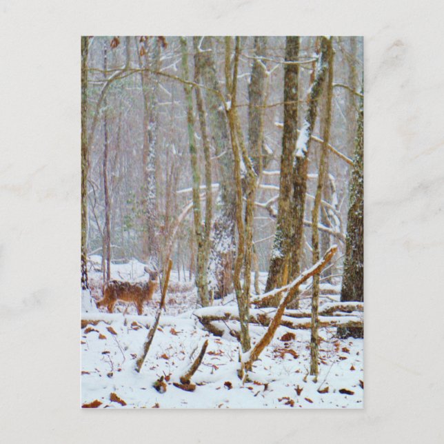 Postal Doe in the snow, Deer in Lake Arrowhead (Anverso)