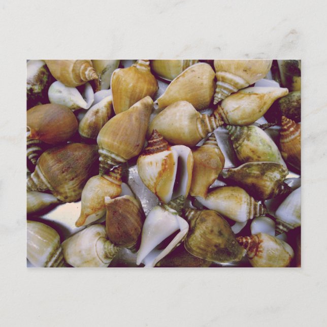 Postal Dog Conch (Anverso)