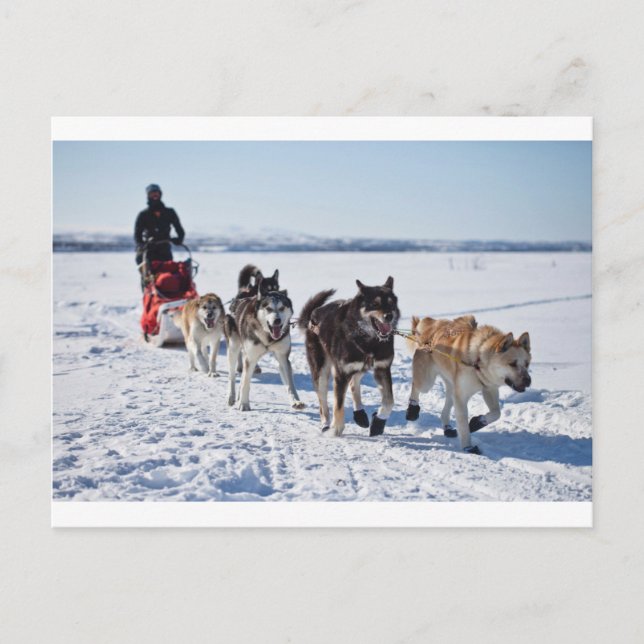 Postal Dog Mushing Alaska (Anverso)