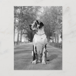 Postal Doggenhaus