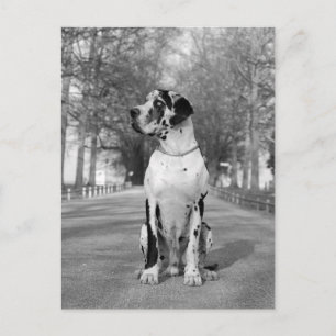 Postal Doggenhaus