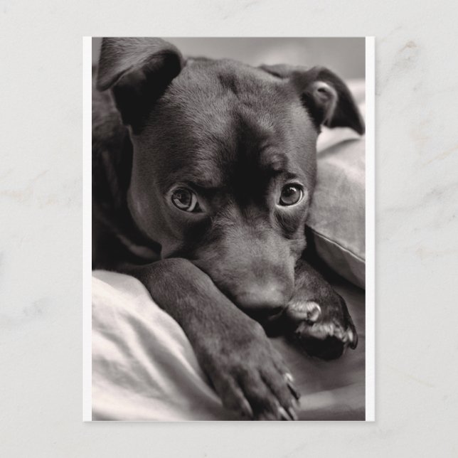 Postal Doggie (Anverso)