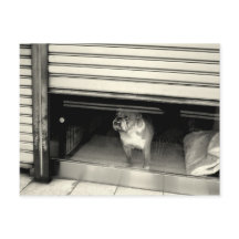 Doggie en la ventana