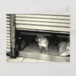 Postal Doggie en la ventana