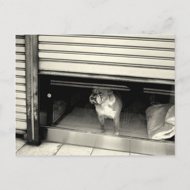 Postal Doggie en la ventana (Anverso)