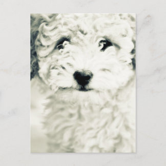 Postal Doggy