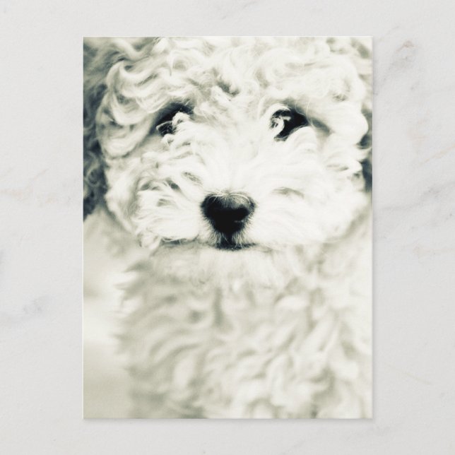 Postal Doggy (Anverso)