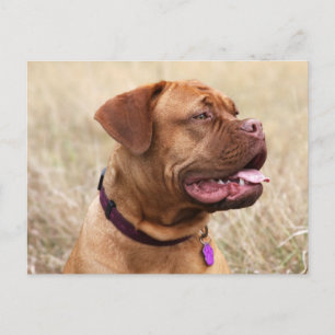 Postal dogue de bordeaux